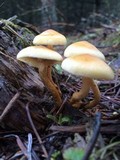 Hypholoma capnoides image