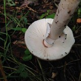 Amanita spreta image