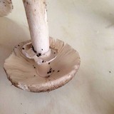 Amanita spreta image