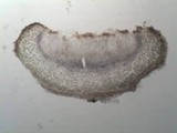 Collema latzelii image