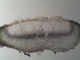 Collema latzelii image