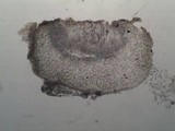 Collema latzelii image