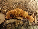 Tapinella panuoides image