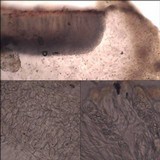 Collema auriforme image