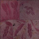 Collema auriforme image