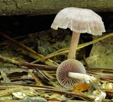Mycena pura image