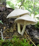 Pluteus petasatus image