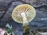 Heliocybe sulcata image