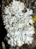 Physcia dimidiata image