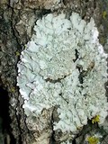 Physcia dimidiata image