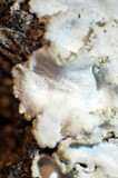 Physcia dimidiata image