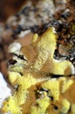 Physcia dimidiata image