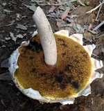 Boletellus ananas image