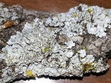 Physcia biziana image
