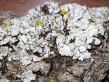Physcia biziana image