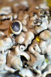 Physcia biziana image
