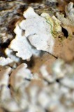 Physcia biziana image