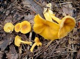 Cantharellus lewisii image