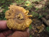 Cantharellus appalachiensis image