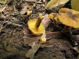 Cantharellus appalachiensis image