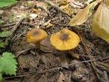 Cantharellus appalachiensis image