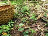 Cantharellus appalachiensis image