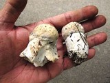 Hypomyces hyalinus image