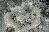 Image of Carbonea latypizodes