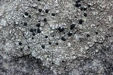 Carbonea latypizodes image