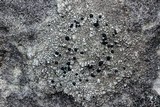 Carbonea latypizodes image
