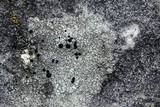 Carbonea latypizodes image
