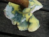 Boletus subcaerulescens image