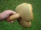 Boletus subcaerulescens image