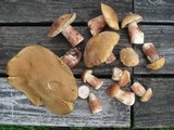 Boletus subcaerulescens image
