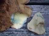 Boletus subcaerulescens image