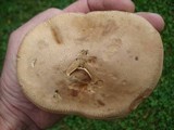 Tylopilus felleus image