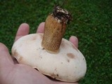 Tylopilus felleus image