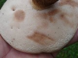 Tylopilus felleus image