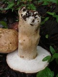 Boletus variipes image