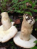 Boletus variipes image