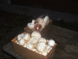 Agaricus arvensis image