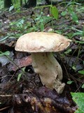 Boletus variipes image