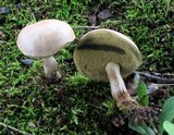 Boletus pallidus image