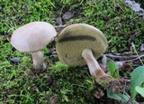 Boletus pallidus image