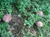 Tylopilus rubrobrunneus image