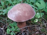 Tylopilus rubrobrunneus image