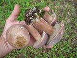 Tylopilus rubrobrunneus image