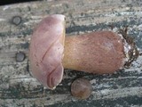 Tylopilus rubrobrunneus image