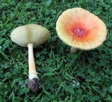 Amanita parcivolvata image