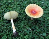 Amanita parcivolvata image